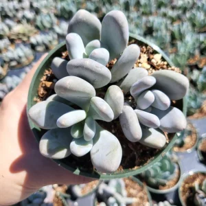 Pachyphytum Oviferum Lavender Pebbles Live Succulent Plant - 2 inch Pot - Image 5