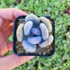 Pachyphytum Oviferum Lavender Pebbles Live Succulent Plant - 2 inch Pot - Image 1