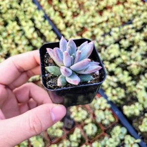 Pachyveria glauca ‘Little Jewel’ Live Succulent Plant – 2 inch Pot – Rare Hybrid - Image 7
