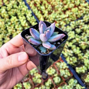 Pachyveria glauca ‘Little Jewel’ Live Succulent Plant – 2 inch Pot – Rare Hybrid - Image 8