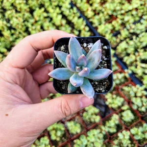 Pachyveria glauca ‘Little Jewel’ Live Succulent Plant – 2 inch Pot – Rare Hybrid - Image 9