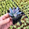Pachyveria glauca ‘Little Jewel’ Live Succulent Plant – 2 inch Pot – Rare Hybrid - Image 1