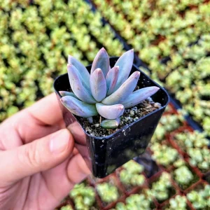 Pachyveria glauca ‘Little Jewel’ Live Succulent Plant – 2 inch Pot – Rare Hybrid - Image 1