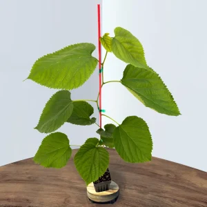 Pakistani Mulberry Live Plant – Sweet, Long Fruit Tree – 12-16