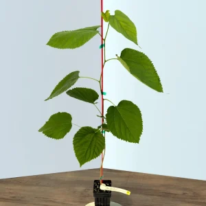 Pakistani Mulberry Live Plant – Sweet, Long Fruit Tree – 12-16