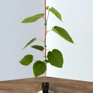 Pakistani Mulberry Live Plant – Sweet, Long Fruit Tree – 12-16