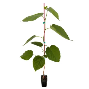 Pakistani Mulberry Live Plant – Sweet, Long Fruit Tree – 12-16
