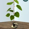 Pakistani Mulberry Live Plant – Sweet, Long Fruit Tree – 12-16" Tall Own Root Starter - Image 1