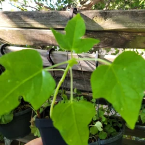 Papaya Live Plant - Carica papaya - 6 to 9 Inches Tall - Dwarf Fruit Tree - Image 2