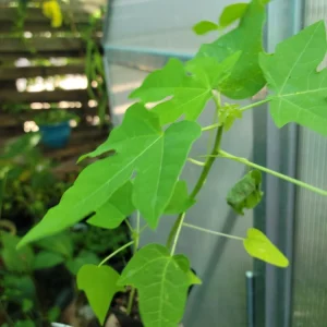 Papaya Live Plant - Carica papaya - 6 to 9 Inches Tall - Dwarf Fruit Tree - Image 3