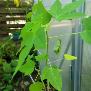 Papaya Live Plant - Carica papaya - 6 to 9 Inches Tall - Dwarf Fruit Tree - Image 4