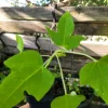 Papaya Live Plant - Carica papaya - 6 to 9 Inches Tall - Dwarf Fruit Tree - Image 1