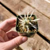 Paper Spine Cactus Live Plant - Tephrocactus articulatus - 2 inch pot - Succulent - Image 1