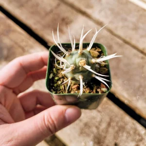 Paper Spine Cactus Live Plant - Tephrocactus articulatus - 2 inch pot - Succulent - Image 1