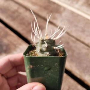 Paper Spine Cactus Live Plant - Tephrocactus articulatus - 2 inch pot - Succulent - Image 7