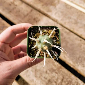 Paper Spine Cactus Live Plant - Tephrocactus articulatus - 2 inch pot - Succulent - Image 8