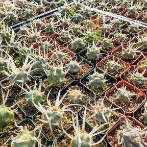 Paper Spine Cactus Live Plant - Tephrocactus articulatus - 2 inch pot - Succulent - Image 9
