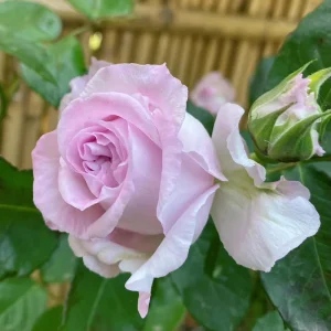 Patchouli Hybrid Tea Rose Live Plant 1 Gallon - Fragrant Lavender Blooms - Image 2