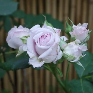 Patchouli Hybrid Tea Rose Live Plant 1 Gallon - Fragrant Lavender Blooms - Image 3