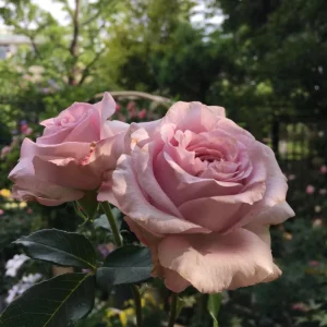 Patchouli Hybrid Tea Rose Live Plant 1 Gallon - Fragrant Lavender Blooms - Image 4