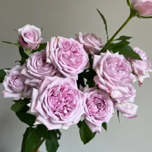 Patchouli Hybrid Tea Rose Live Plant 1 Gallon - Fragrant Lavender Blooms - Image 5