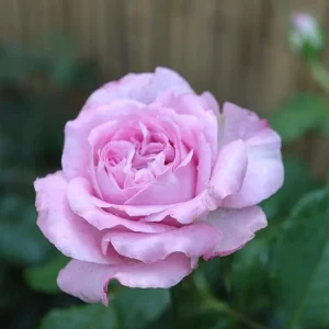 Patchouli Hybrid Tea Rose Live Plant 1 Gallon - Fragrant Lavender Blooms - Image 6