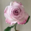 Patchouli Hybrid Tea Rose Live Plant 1 Gallon - Fragrant Lavender Blooms - Image 1