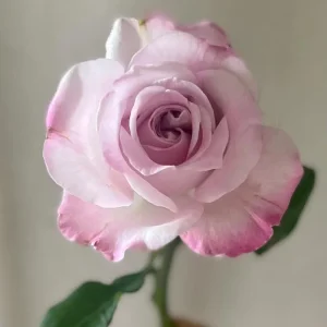 Patchouli Hybrid Tea Rose Live Plant 1 Gallon - Fragrant Lavender Blooms - Image 1