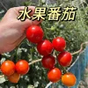 Peach Tomato Seeds - Pinkish-Red Fruit, 1.8 oz, High Sugar Content - Image 1