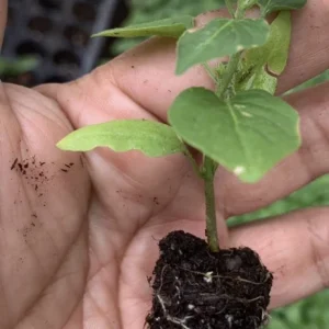 Pekin Del Monte Chile Chiltepin Live Plant Seedling - 8 inch, Very Hot & Spicy - Image 2