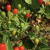 Pekin Del Monte Chile Chiltepin Live Plant Seedling - 8 inch, Very Hot & Spicy - Image 1