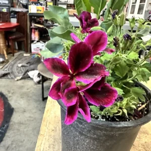 Pelargonium Royal Regal Geranium Live Plant - Fuchsia Burgundy Purple, 6 inch, Outdoor - Image 12
