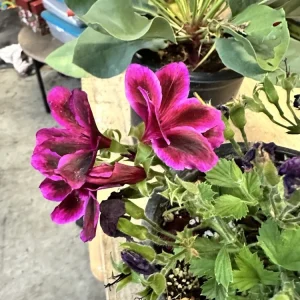 Pelargonium Royal Regal Geranium Live Plant - Fuchsia Burgundy Purple, 6 inch, Outdoor - Image 2