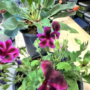 Pelargonium Royal Regal Geranium Live Plant - Fuchsia Burgundy Purple, 6 inch, Outdoor - Image 3