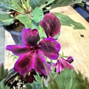 Pelargonium Royal Regal Geranium Live Plant - Fuchsia Burgundy Purple, 6 inch, Outdoor - Image 4