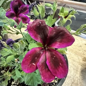 Pelargonium Royal Regal Geranium Live Plant - Fuchsia Burgundy Purple, 6 inch, Outdoor - Image 9