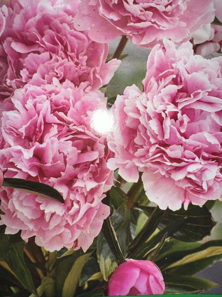 Peony Sarah Bernhardt Bare Root Bush - Double Pink Live Flower Plant - Image 2