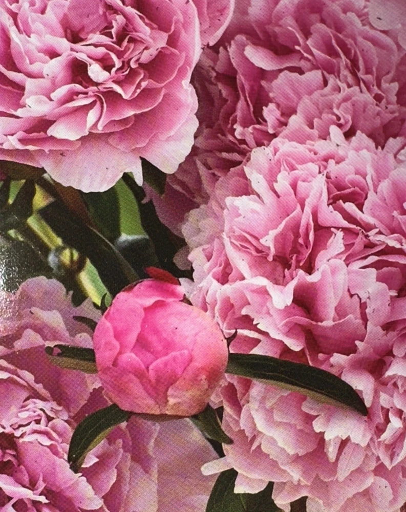 Peony Sarah Bernhardt Bare Root Bush - Double Pink Live Flower Plant - Image 1