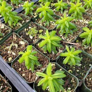 Peperomia Axillaris Live Plant – 2 Inch Potted Succulent – Indoor Houseplant - Image 2
