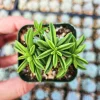 Peperomia Axillaris Live Plant – 2 Inch Potted Succulent – Indoor Houseplant - Image 1