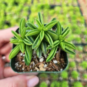 Peperomia Axillaris Live Plant – 2 Inch Potted Succulent – Indoor Houseplant - Image 3
