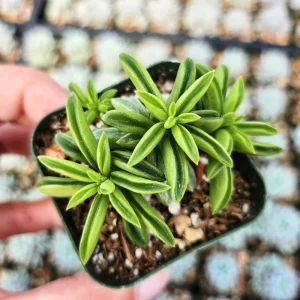 Peperomia Axillaris Live Plant – 2 Inch Potted Succulent – Indoor Houseplant - Image 4
