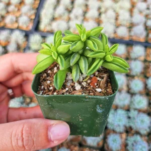 Peperomia Axillaris Live Plant – 2 Inch Potted Succulent – Indoor Houseplant - Image 5