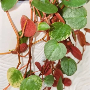 Peperomia Ruby Cascade Live Plant – Trailing Succulent – 2 inch Pot – Indoor - Image 2