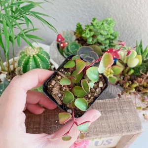 Peperomia Ruby Cascade Live Plant – Trailing Succulent – 2 inch Pot – Indoor - Image 3