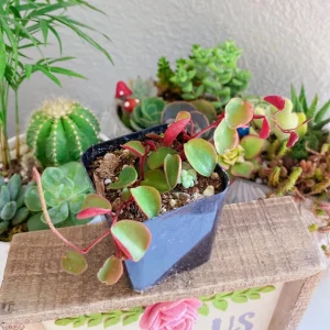 Peperomia Ruby Cascade Live Plant – Trailing Succulent – 2 inch Pot – Indoor - Image 4