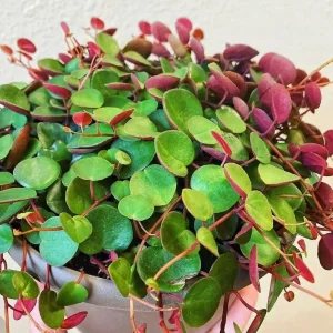 Peperomia Ruby Cascade Live Plant – Trailing Succulent – 2 inch Pot – Indoor - Image 1
