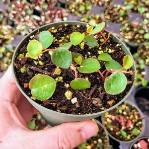 Peperomia Ruby Cascade Trailing Succulent Live Indoor Plant - Image 4