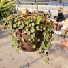 Peperomia Ruby Cascade Trailing Succulent Live Indoor Plant - Image 1