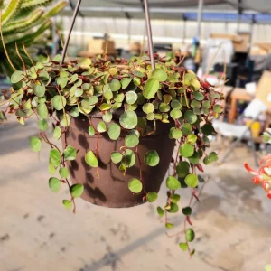 Peperomia Ruby Cascade Trailing Succulent Live Indoor Plant - Image 1